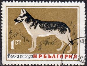 Bulgaria 1348 - Cto - 1s German Shepherd (1964)