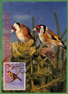 32886 - ALBANIA - MAXIMUM CARD - 1964 - FAUNA, BIRDS-