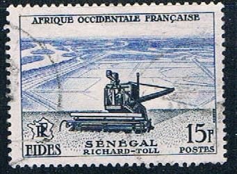 Senegal Thresher - pickastamp (SP2R202)