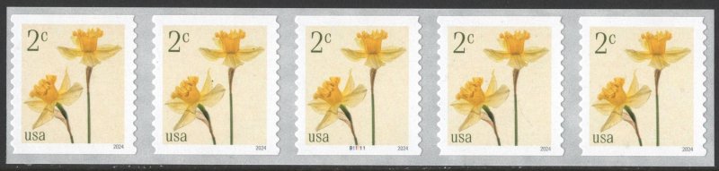 NEW ISSUE: 2¢ Daffodils Coil Plate Strip of Five: #B11111 (2024) SA