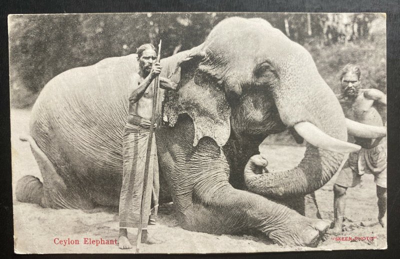 1909 Colombo Ceylon RPPC postcard Cover To Haarlem Netherlands Elephant 