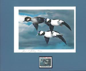 FLORIDA #5 1983 STATE DUCK STAMP PRINT BUFFLEHEADS  by Heiner Hertling