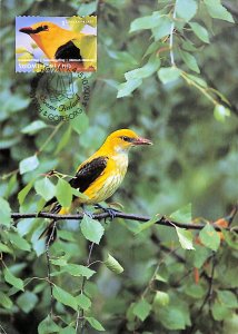 Finland 1158 maxicards maximum cards golden oriole bird