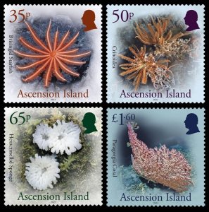 ASCENSION ISLAND 2024 MARINE FAUNA DEEP SEA STARFISH CORAL