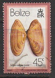 1980 Belize - Sc 481 - used VF - Tellina radiata