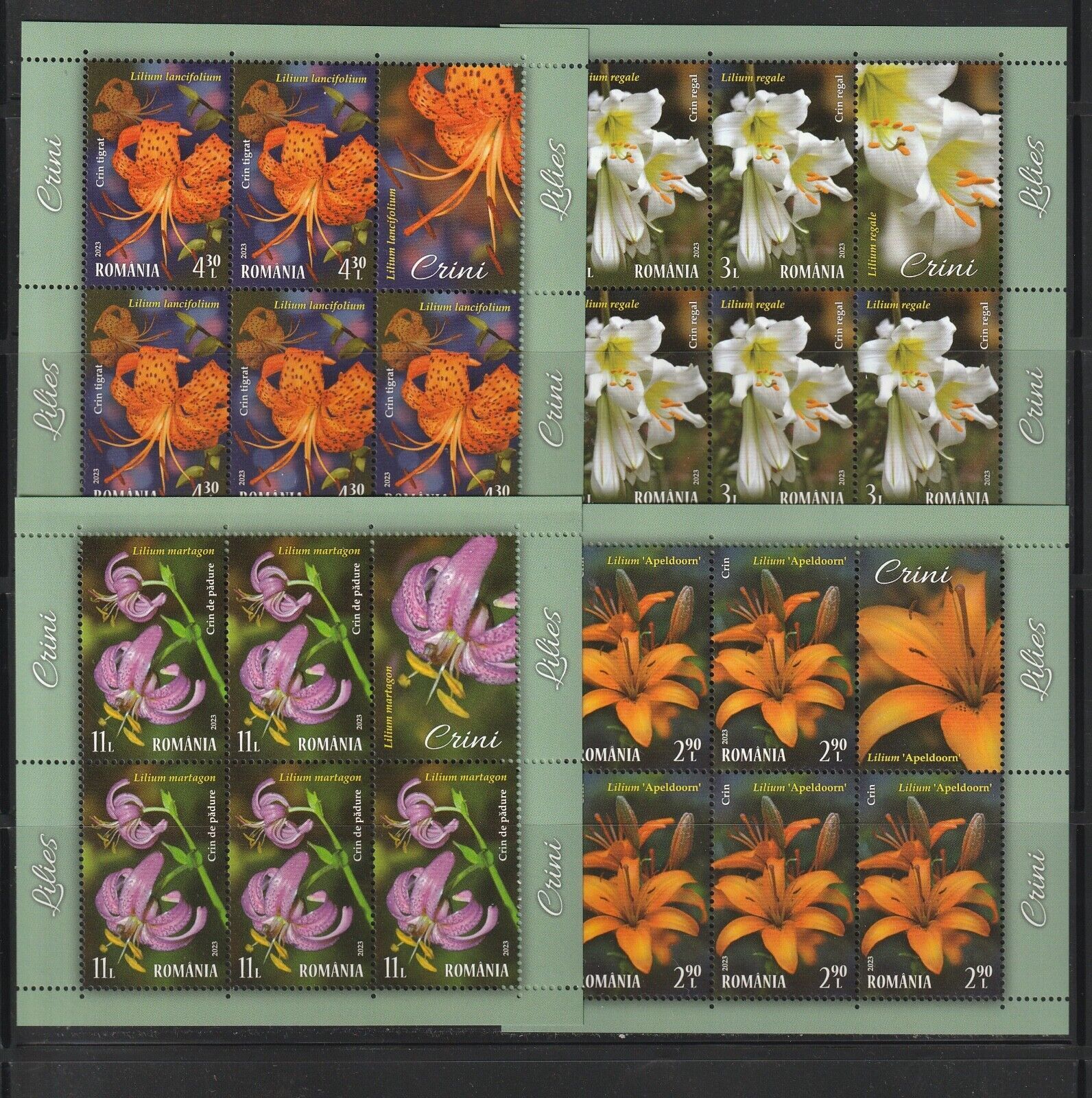 Romania 2023 Flowers: Lilies