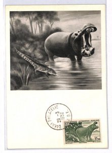 France Cols IVORY COAST OF Postcard MAXI CARD Hippo PPC 1952{samwells}PH116
