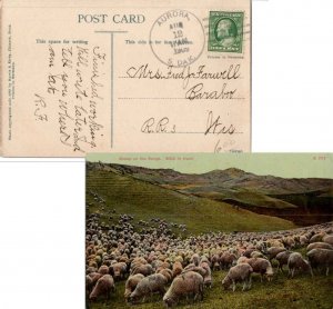 United States South Dakota Aurora 1909 4a-bar  PPC (Sheep on the Range. 300 i...