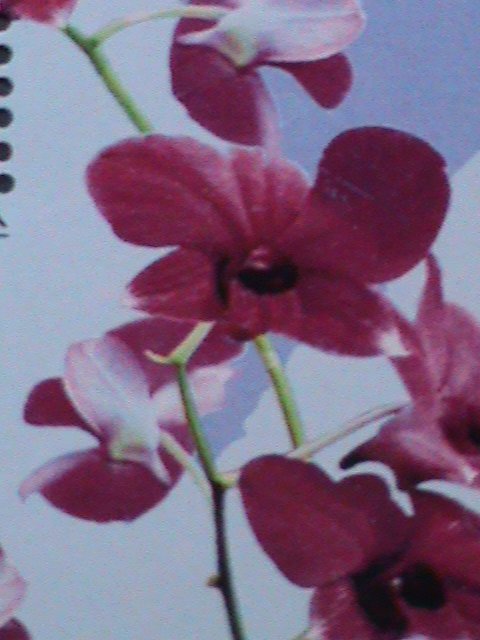 ​KOREA-2003 SC# 4296 FIDEL CASTRO-PRESENTED MEDAL TO KIM II SUNG: MNH S/S-VF