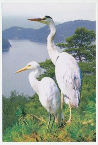 Postal stationery Korea 2009 Bird - Heron