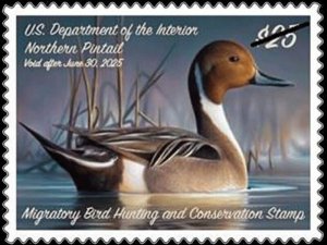 US RW91 Northern Pintail $25 single MNH 2024-2025 after June 30
