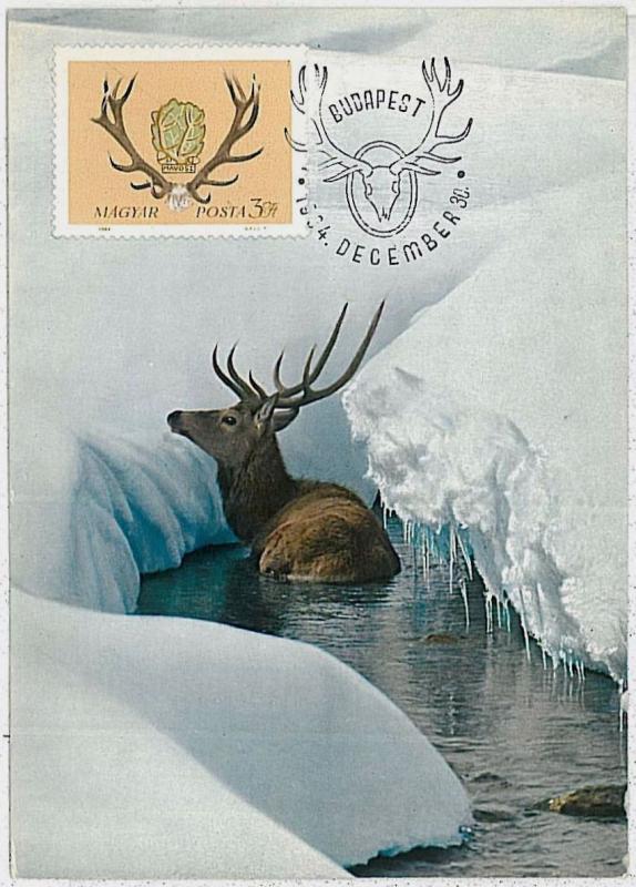 MAXIMUM CARD - POSTAL HISTORY -  Hungary: Deers, Hunting, Fauna, 1964