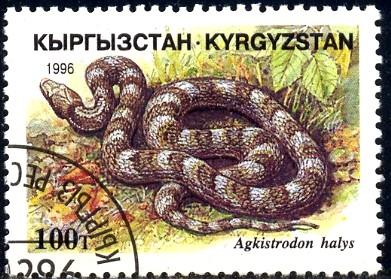 Snake, Agkistrodon Halys, Kyrgyzstan stamp SC#102 Used