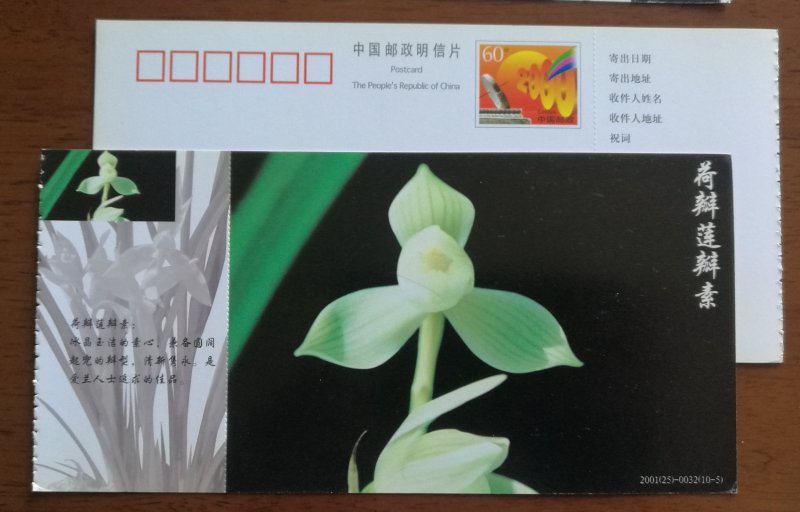 Hebanlianbansu lotus type Cymbidium tortisepalum orchid,CN 01 baoshan orchid PSC