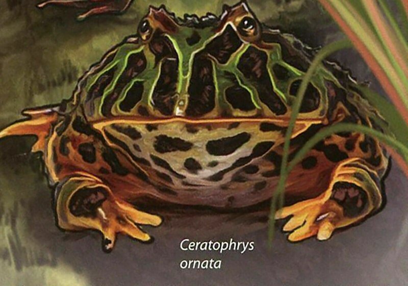 Frogs Stamp Gastrotheca Cornuta Rhinoderma Darwinii S/S MNH #4844-4845 / Bl.835