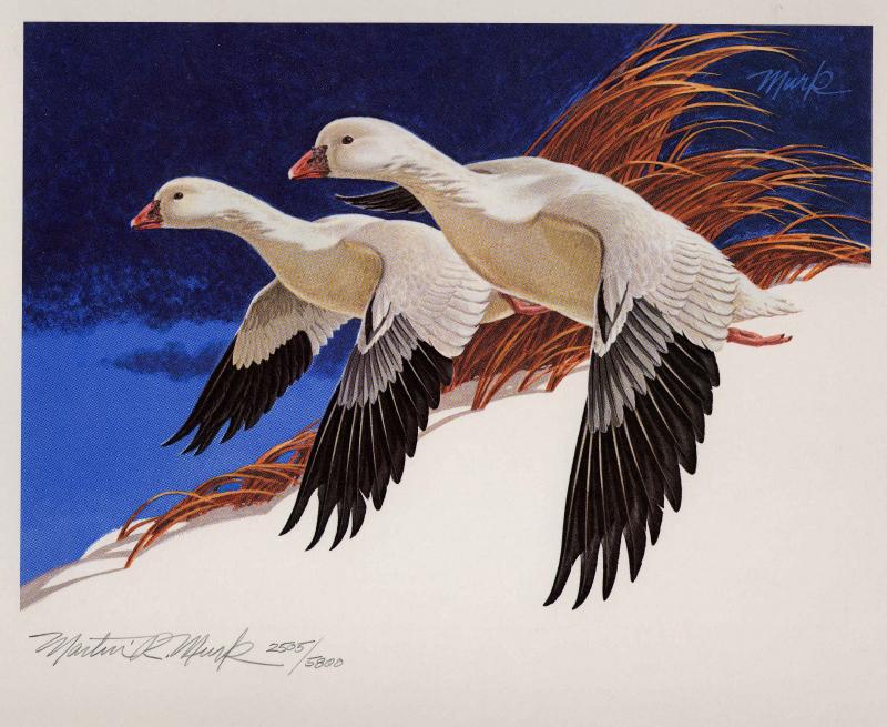 RW44 1977 FEDERAL  DUCK STAMP PRINT ROSS' GEESE by Martin Murk List $400