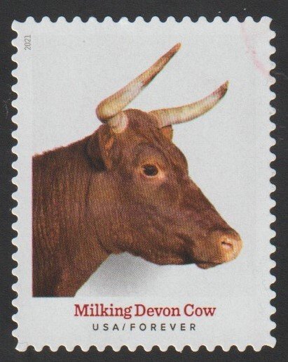 SC# 5585 - (55c) - Heritage Breeds Milking Devon, Cow - 3/10 - USED Single