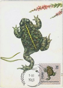 32791 - POLAND - MAXIMUM CARD -1963 - FROG Amphibians #4 Fauna - nice postmark!-
