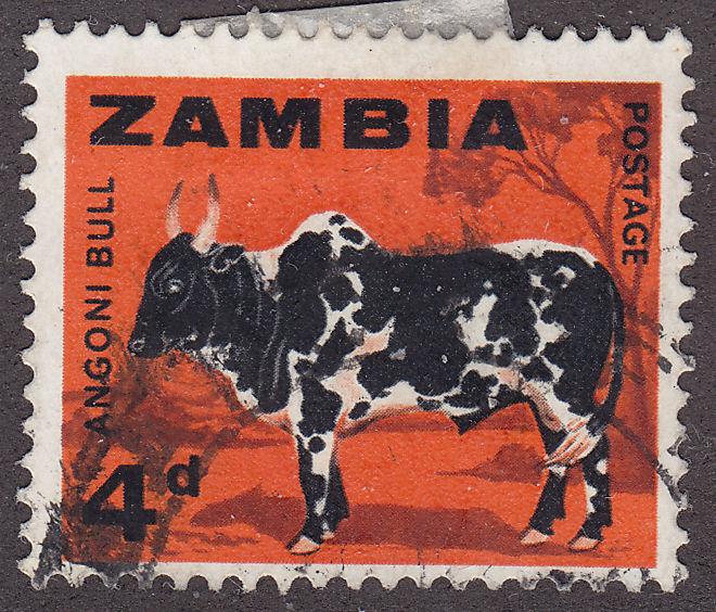 Zambia 8  Angoni Bull 1964