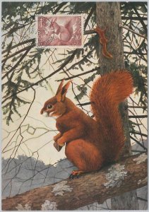 52200 - FINLAND - MAXIMUM CARD - 1954 ANIMALS: Squirrels-