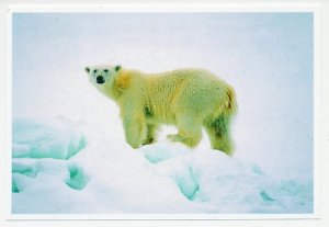 Postal stationery China 2006 Polar bear