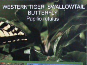 ​FERR ISLAND STAMP-2010 COLORFUL BEAUTIFUL LOVELY BUTTERFLY MNH MINI SHEET-VF