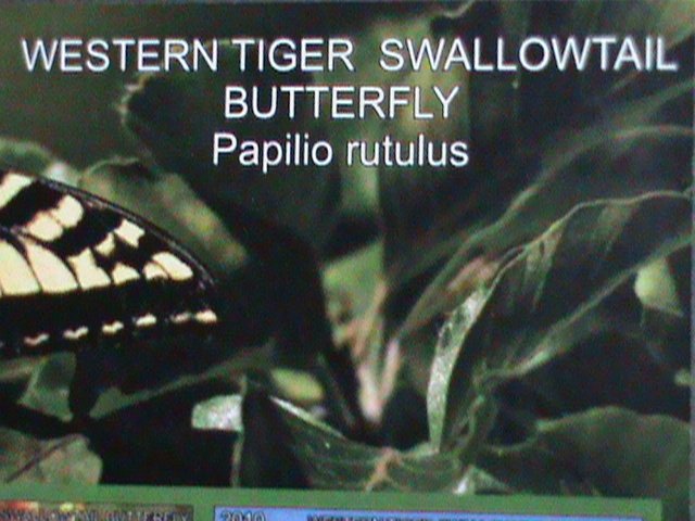 ​FERR ISLAND STAMP-2010 COLORFUL BEAUTIFUL LOVELY BUTTERFLY MNH MINI SHEET-VF