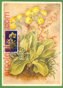 32453 - San Marino - MAXIMUM CARD - 1957 - Flowers-