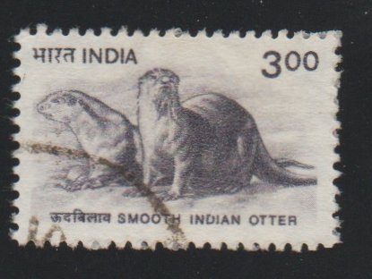 India 1824 Smooth Indian Otter