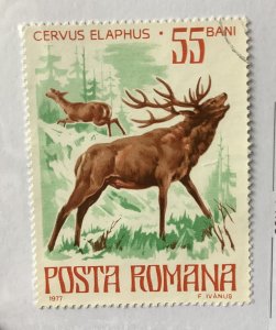 Romania 1977 Scott 2712 used - 55b, Protected animals, Red Deer