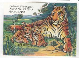 Russia Scott B185 MNH** 1992 semi-postal Tiger mini sheet