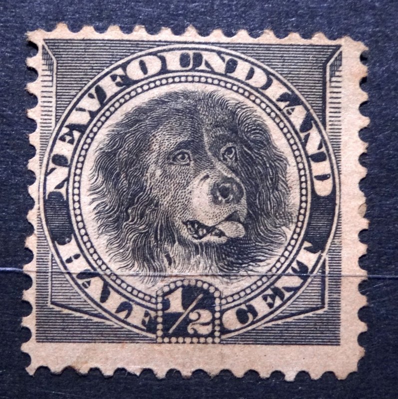 CANADA NEWFOUNDLAND 1894 SG#59 Dog ½c black Unused Hinged