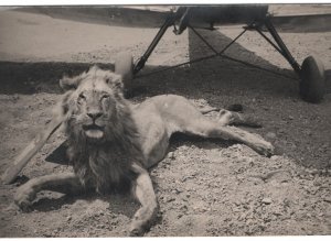 NORTHERN RHODESIA Postcard *LION & AEROPLANE* 1939 Real Photo PPC Germany MA450