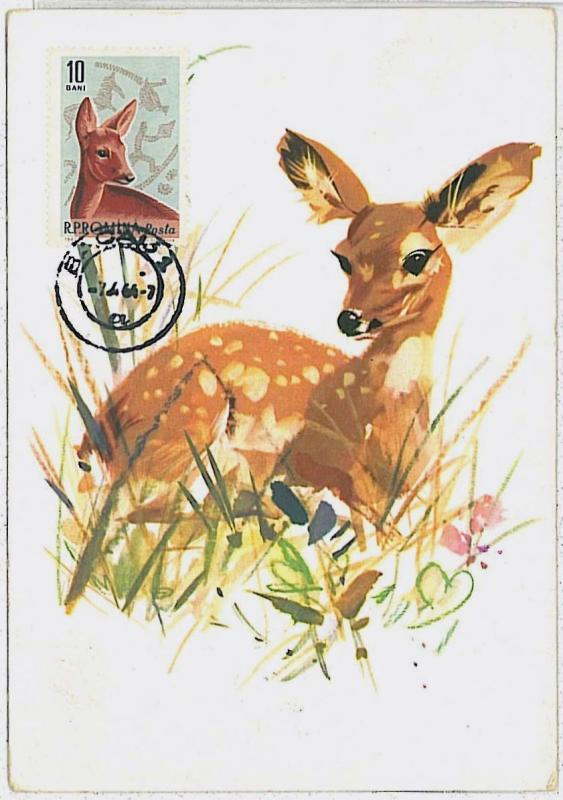 MAXIMUM CARD - POSTAL HISTORY -  Romania: Deers ,  Fauna, 1964