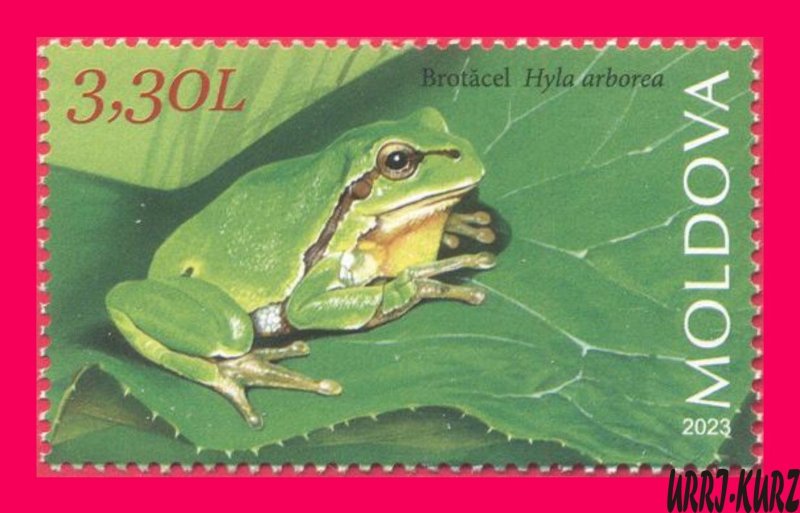 MOLDOVA 2023 Nature Fauna Animals Reptiles Amphibians Frog 1v MNH