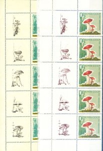 Flora. 1964 Mushrooms.