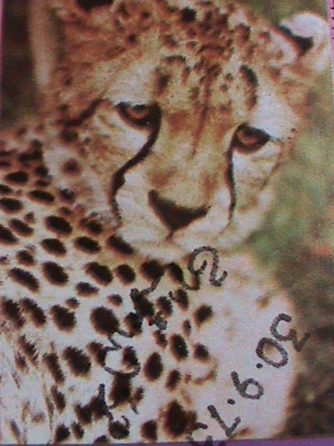 ​OMAN STAMP-1973- WILDCAT-CHEETAH  IMPERF-CTO S/S SHEET VERY FINE