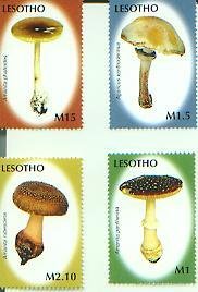 Mushrooms, Set of 4,  LESO07001