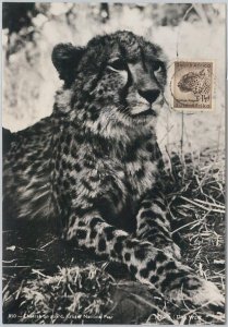 52649 - SOUTH AFRICA - MAXIMUM CARD - ANIMALS CHEETAH 1956-