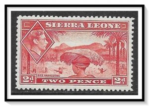 Sierra Leone #176A Rice Harvesting MH