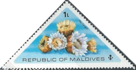 Maldive Islands 557 (mnh) flowers: Phyllangia (1975)