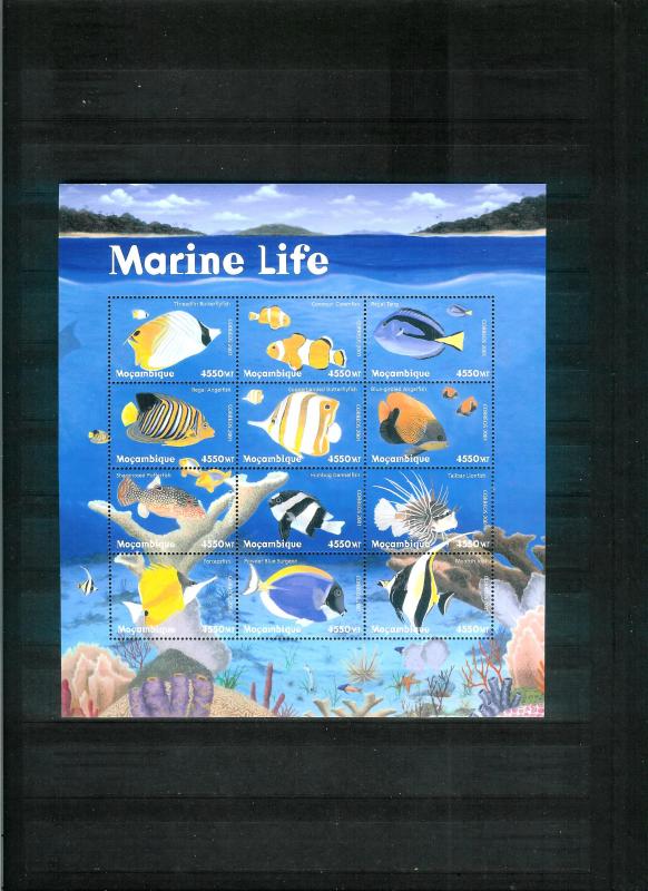 Mozambique - MARINE LIFE