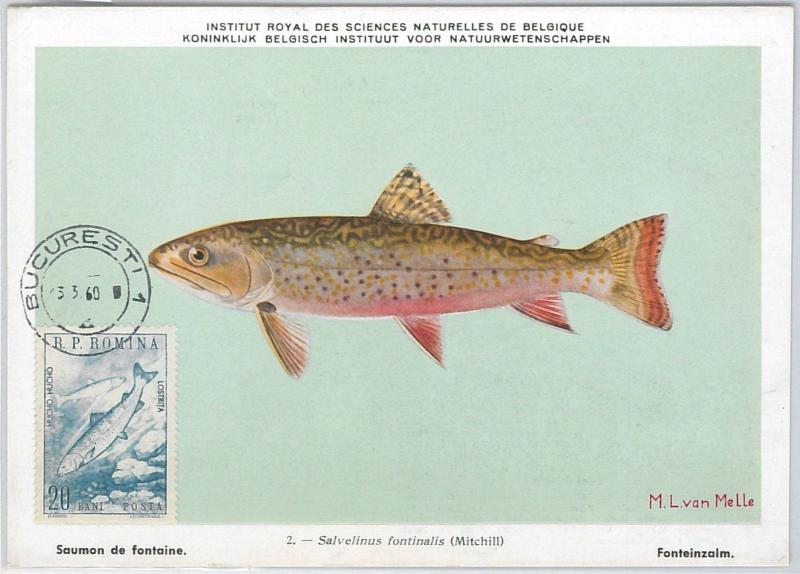 52589  - ROMANIA -  POSTAL HISTORY: MAXIMUM CARD - 1960  ANIMALS  Fish