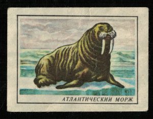 Atlantic walrus, Matchbox Label Stamp (ST-120)