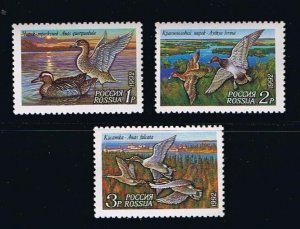DUCK birds = full set of 3 stamps = Russia 1992 Sc 6090-6092 MNH
