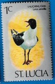 St. LUCIA SCOTT#387 1976 1c LAUGHING GULL - MNH