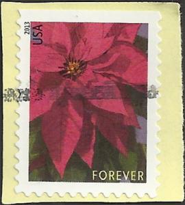 # 4816 USED POINSETTIA