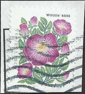 # 5679 Used Mountain Flora