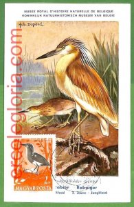 32933 - HUNGARY - MAXIMUM CARD - FAUNA, BIRDS-