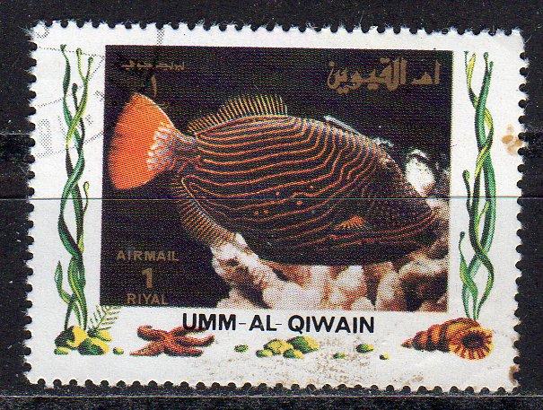 Umm al Qiwain (Unlisted) - CTO - Triggerfish? Parrotfish?